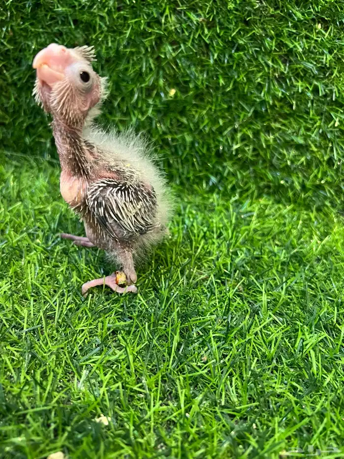 فرخ كروان هولندي وايت فيس 0