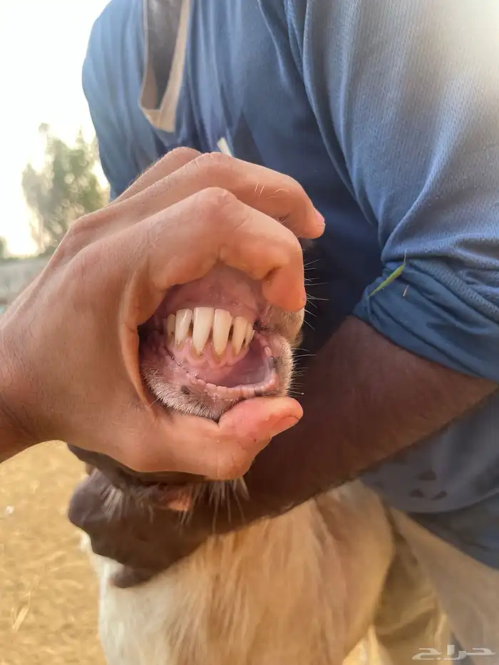 فحل رفيدي فاخر جرم طيب على الشرط 4