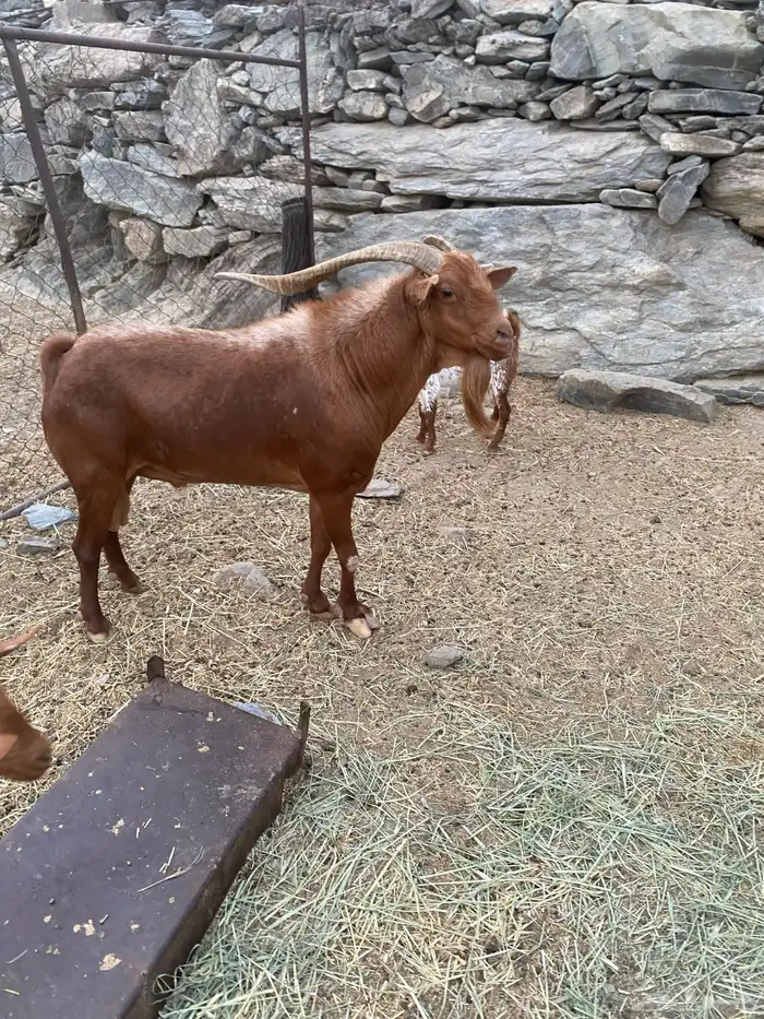 تيس ادهم للبيع 0