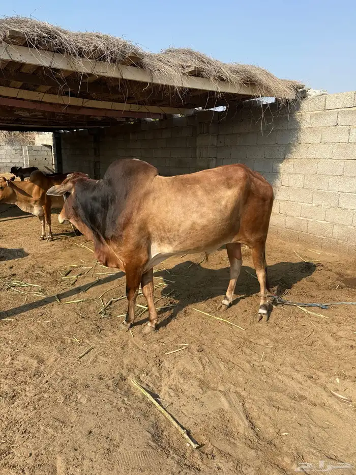 ثور فحل بلدي 2