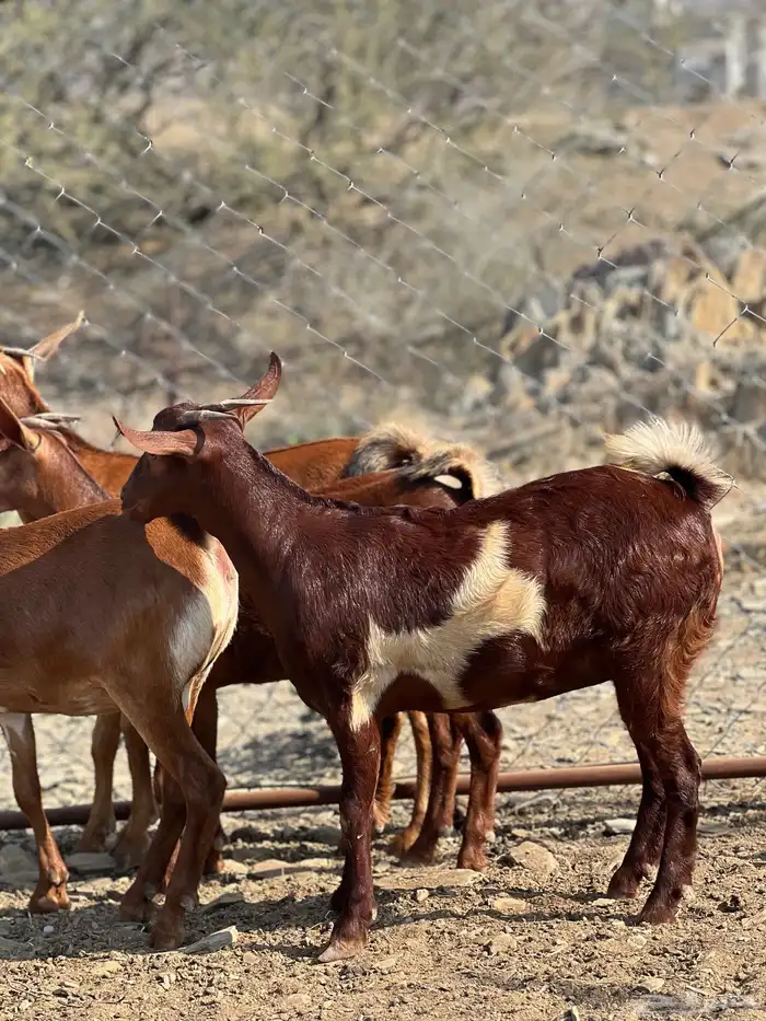 جفار دهم تأسيس مراح 2