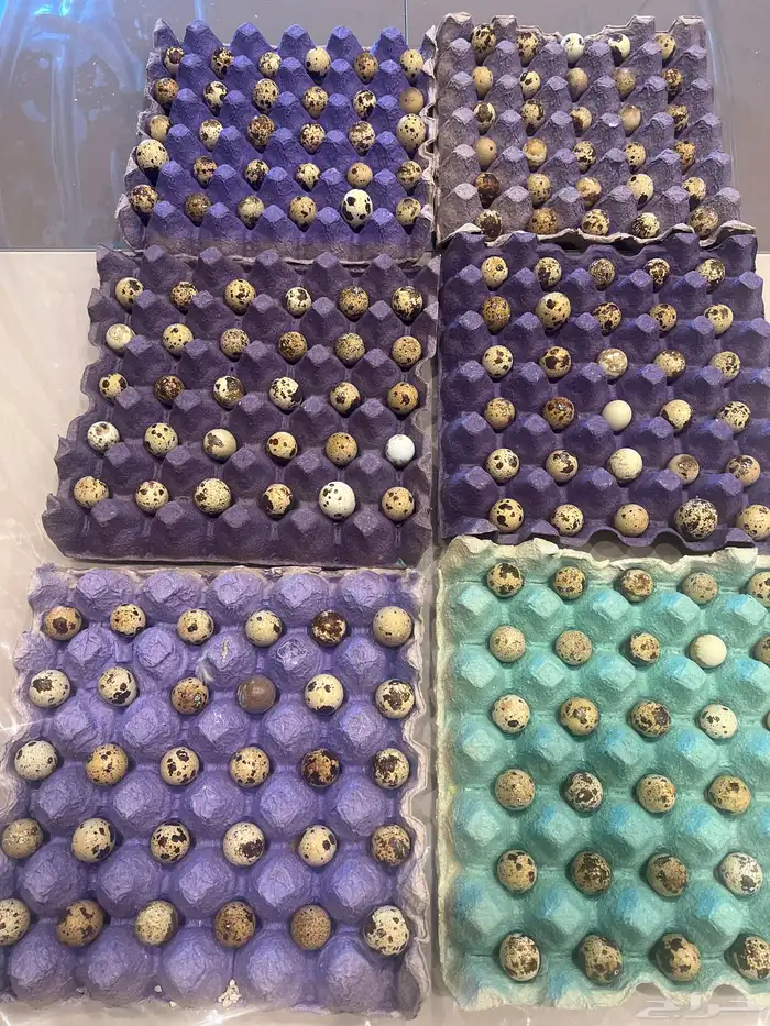 بيض سمان تكساس مخصب 0