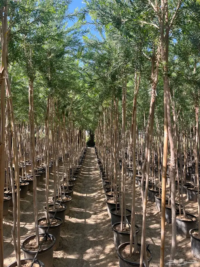 شجرة فرش الزجاج 2