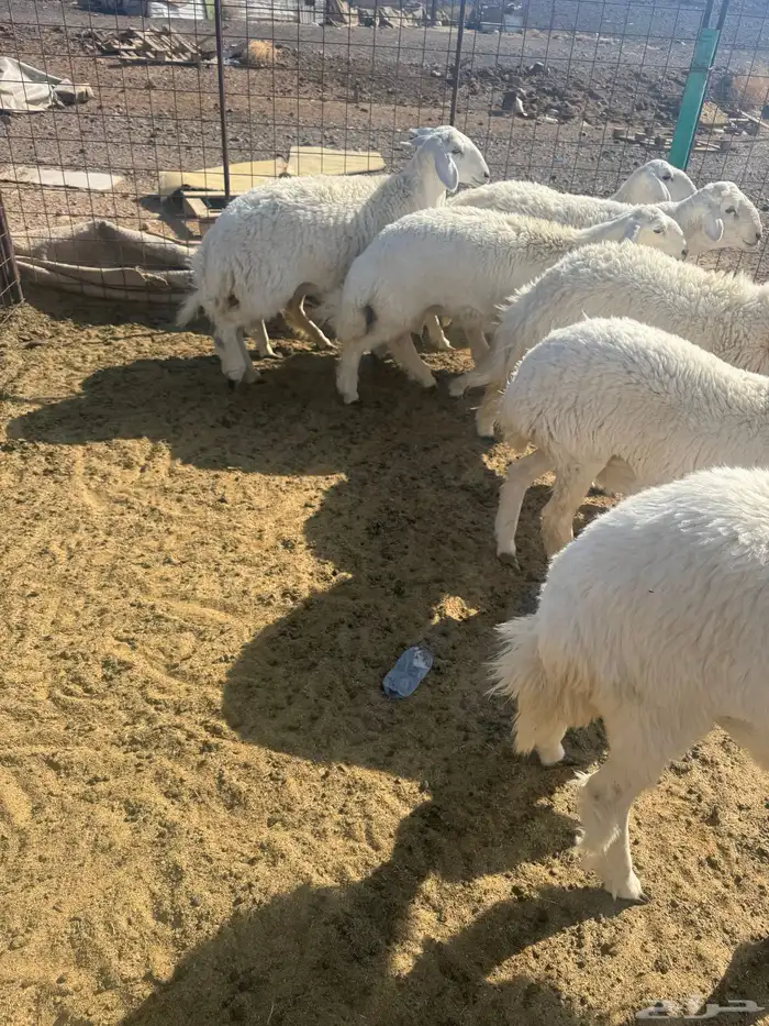 رخال جذعات للبيع 3