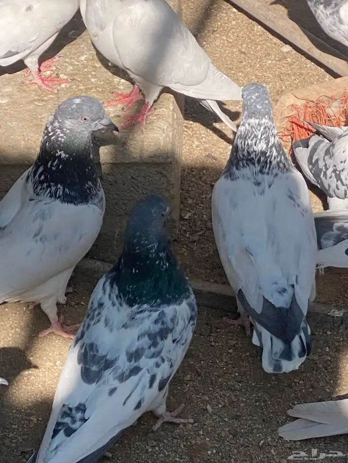 باكستاني للبيع العدد تقريب55 حبه 6