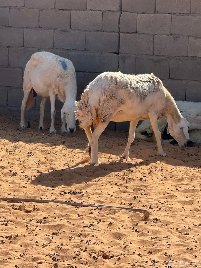 حريات مضاريع 1