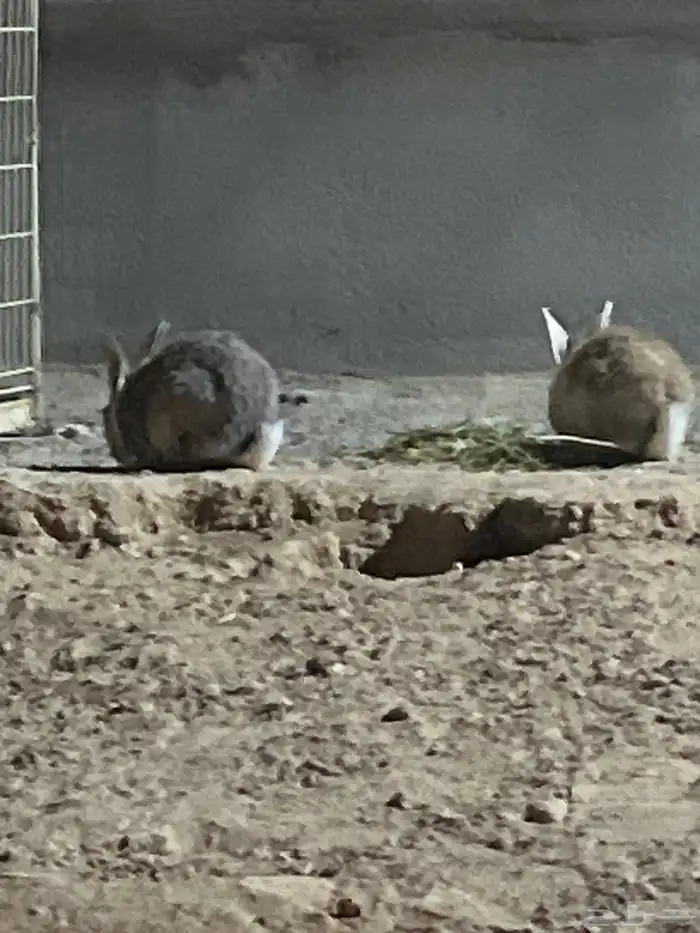 أرانب بلدي منتج مقاس كبير 0