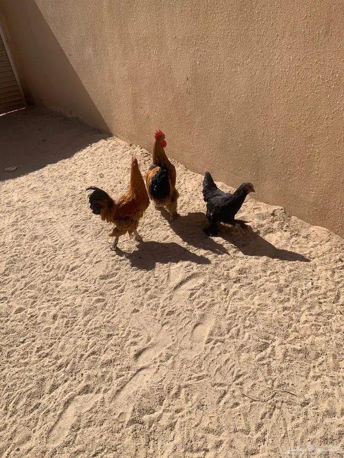 للبيع دجاج 2