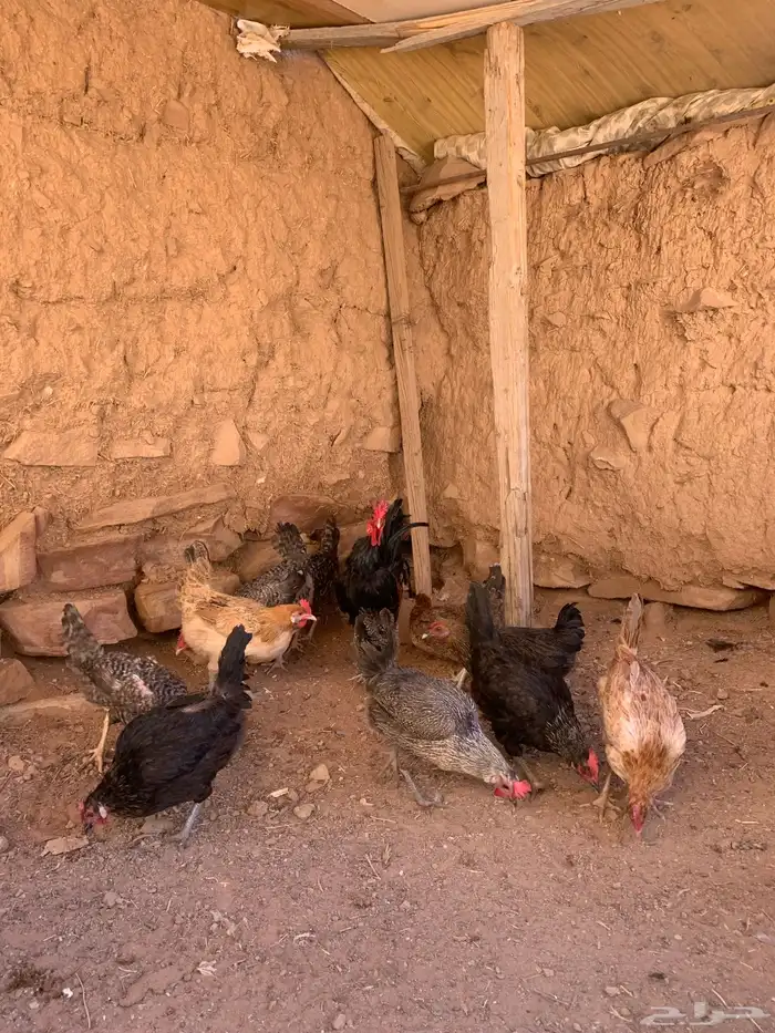 دجاج بلدي 12