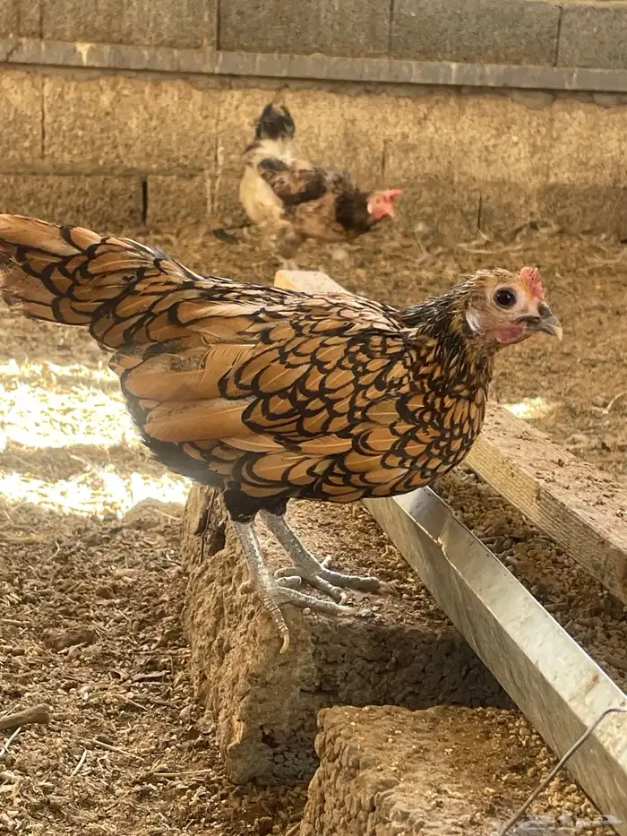 دجاجة سبرايت 0