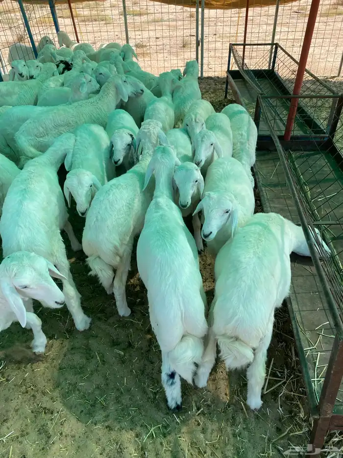 بهم طيب العدد 44 فيه 15 رخال جمله وتفريد 0