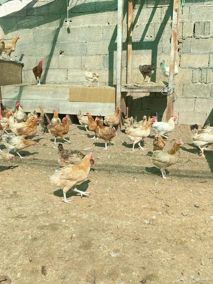 للبيع دجاج بلدي عمر ثمان شهور 4