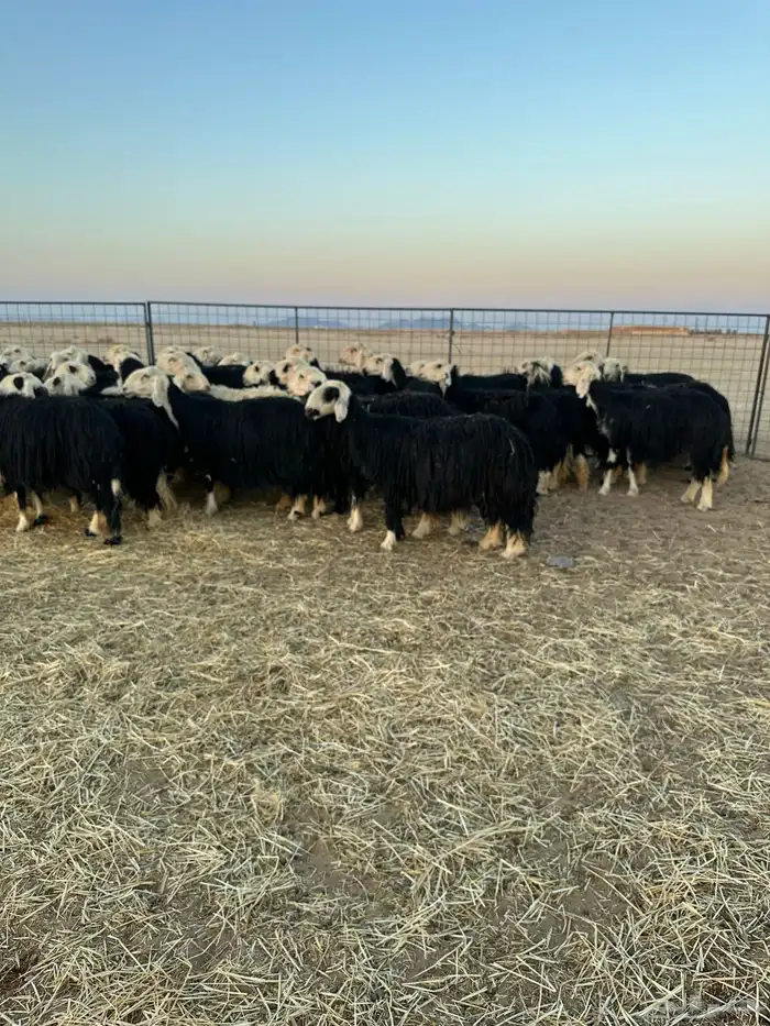 نجد مولده ودفيع 1