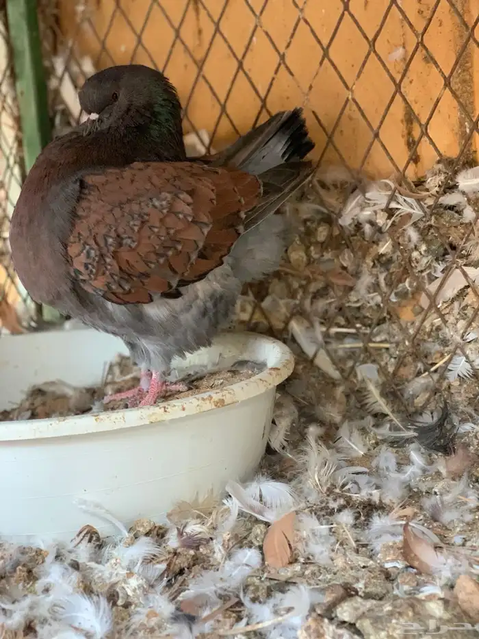 كنق مودينا باقي له ريشه بس 1