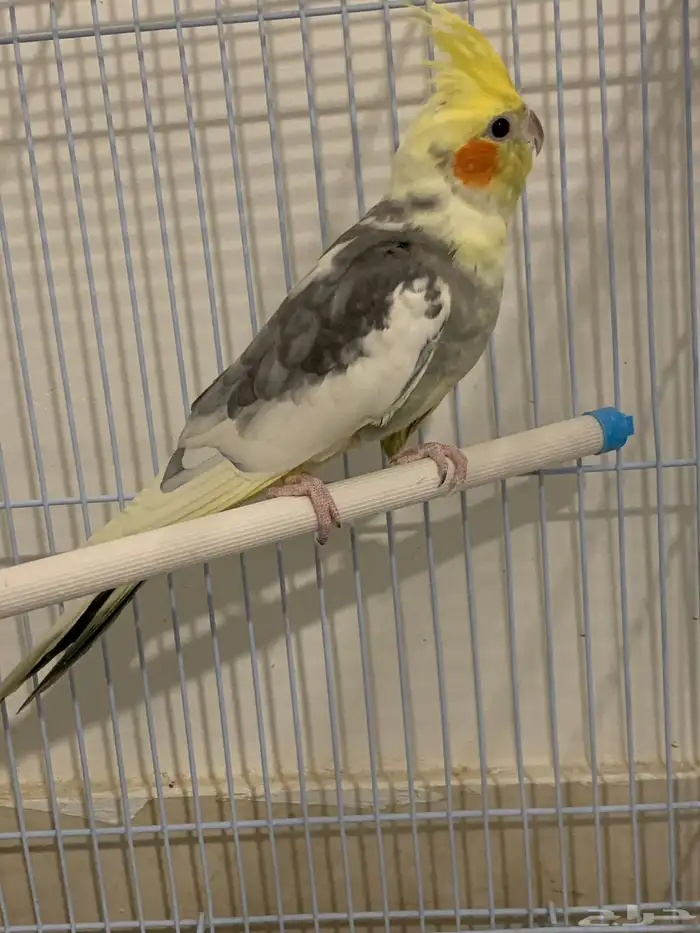 كروان اليف منتج من قبل 1