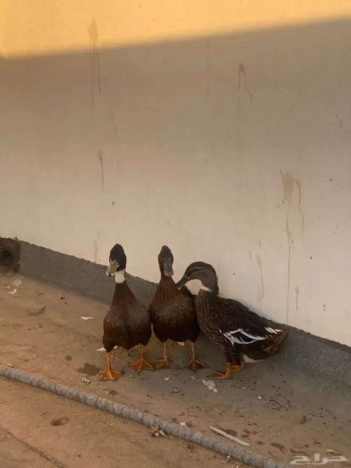 بط شرشير طيبات بلحيل 1