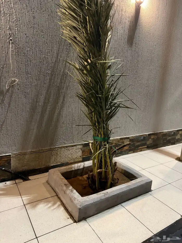 نخله ( خلاص ) عمرها ثلاث سنوات 2