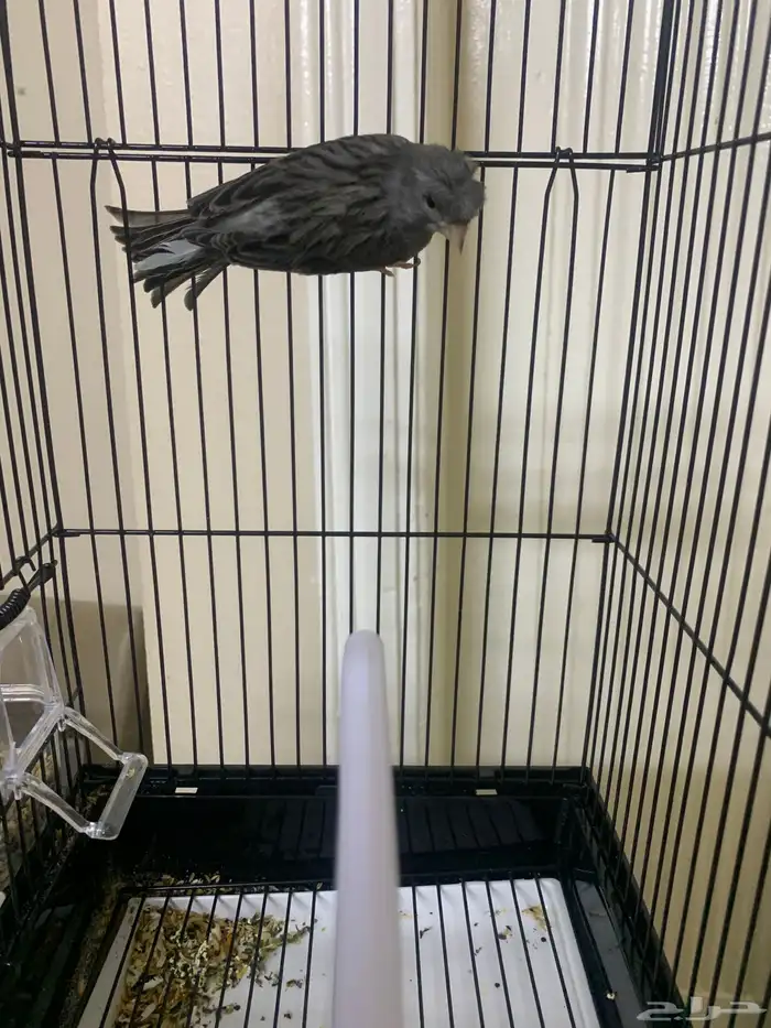 كناري تغريد 4