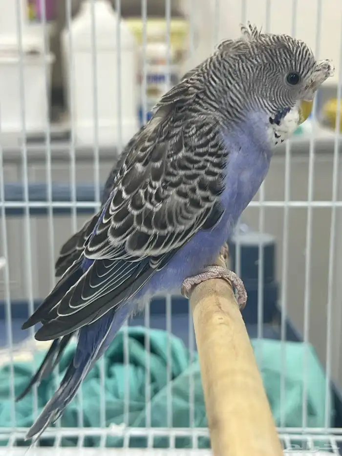 بلاك فيس سبلت هوقو 4