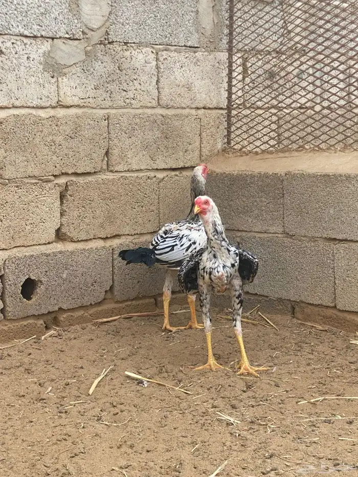 دجاج باكستاني 3