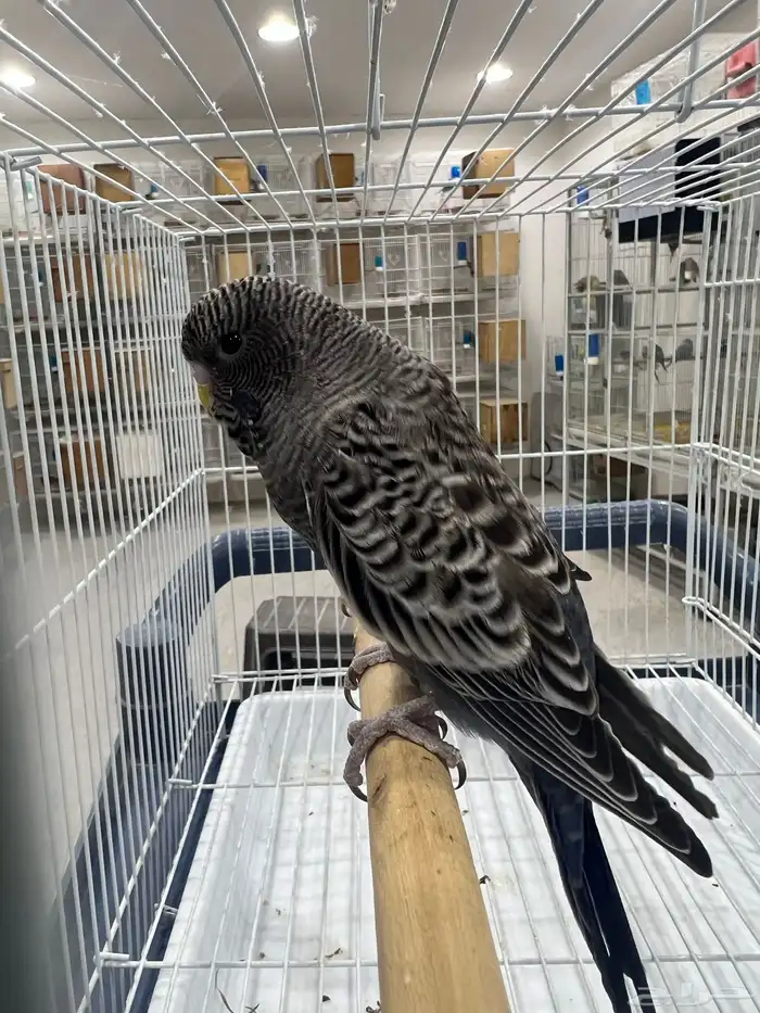 بلاك فيس سبلت هوقو 3