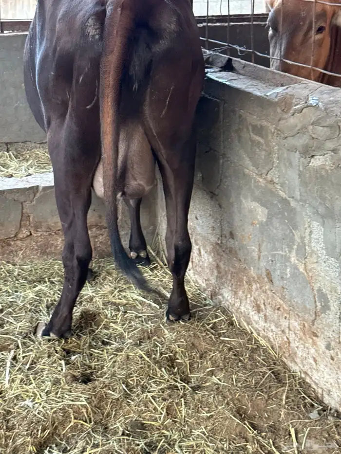 بقرتين طيبات بالحيل ابكيار 8