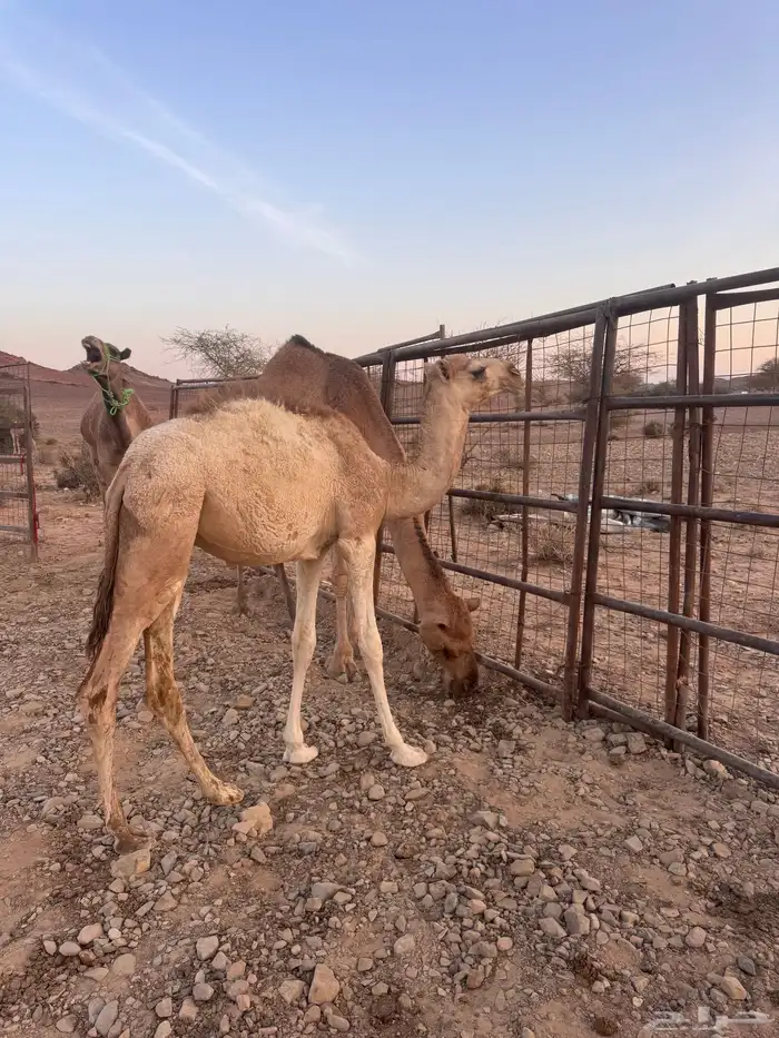 بكره وقعود 0