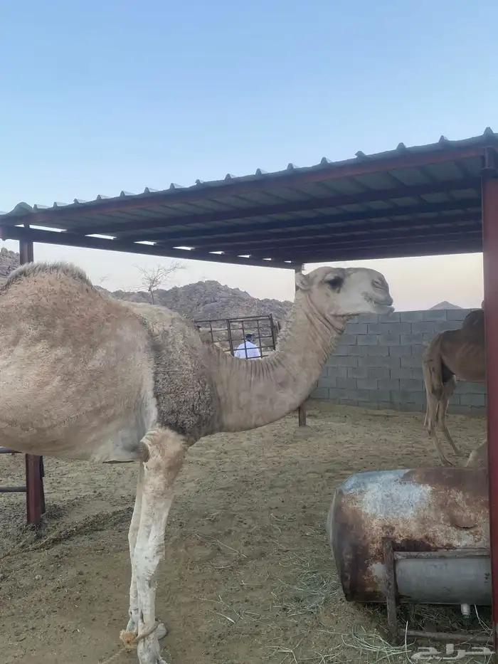 جمل للبيع 2