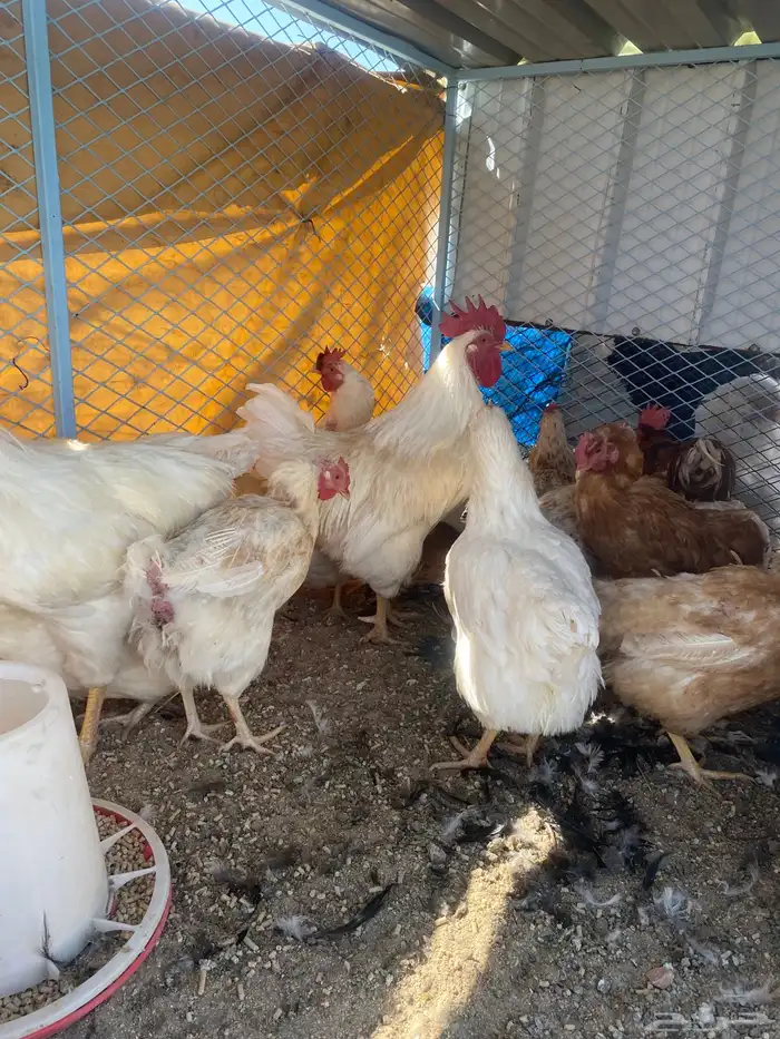 دجاج همان براون بياض 1