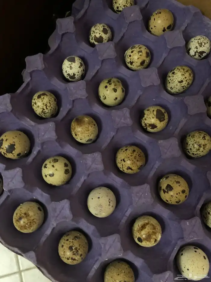 سمان تكساس العملاق 8