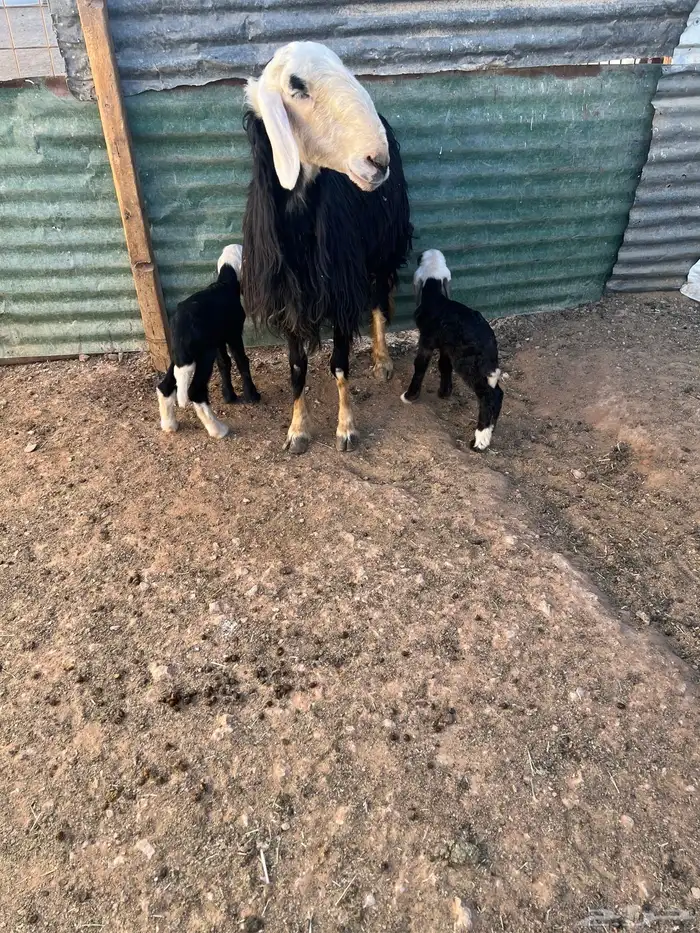 نجديه متاومه 0