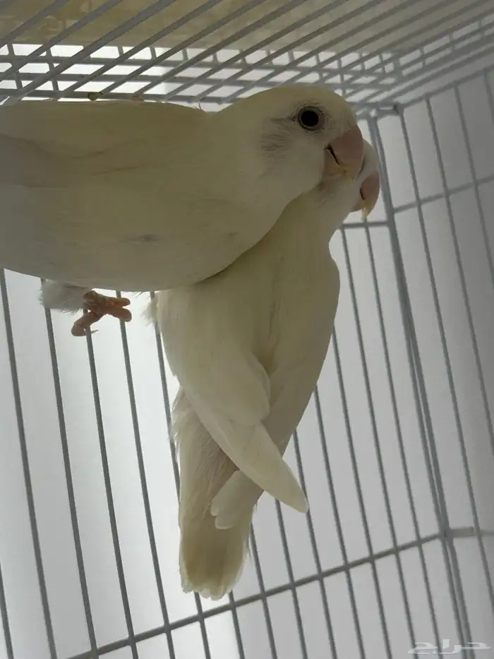 جوز روز البينو 3