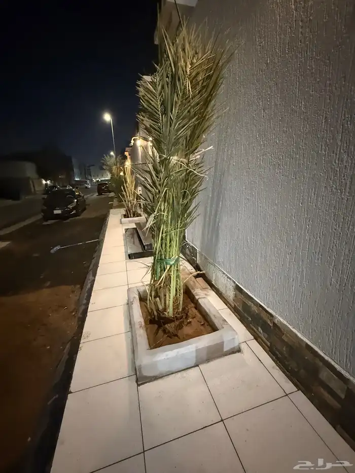 نخله ( خلاص ) عمرها ثلاث سنوات 1