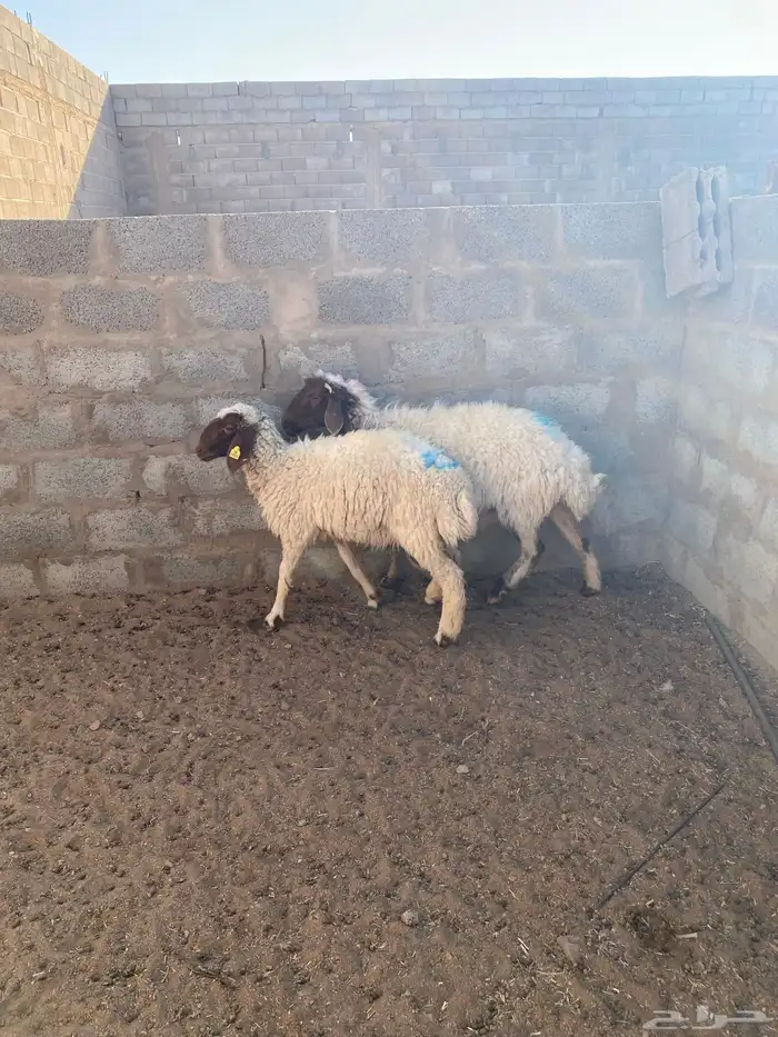 نعيمه معه رخله 3