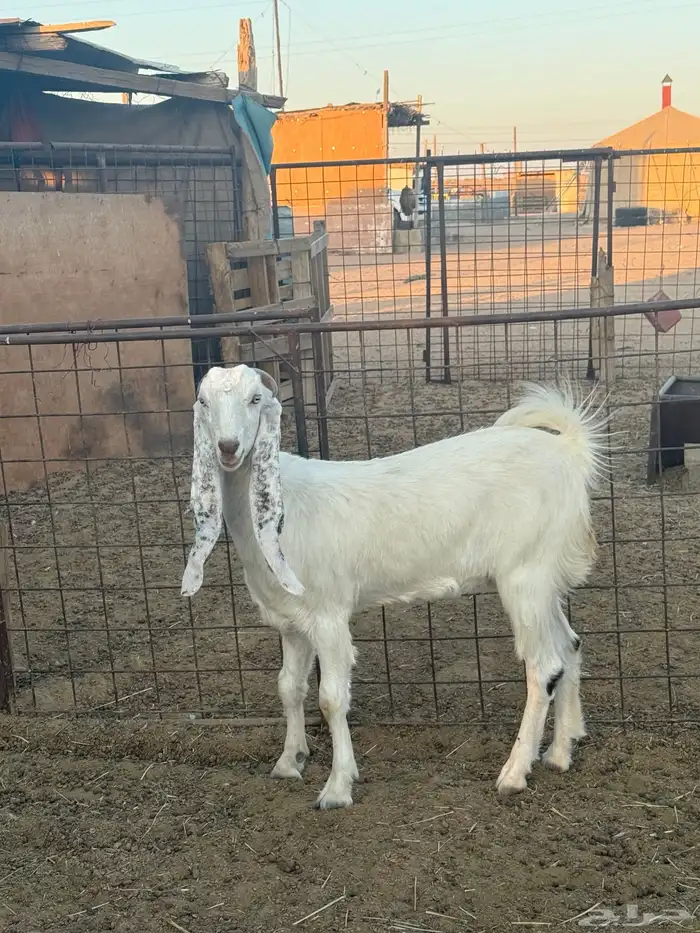 جفرة مقنوي أو ذبح 3