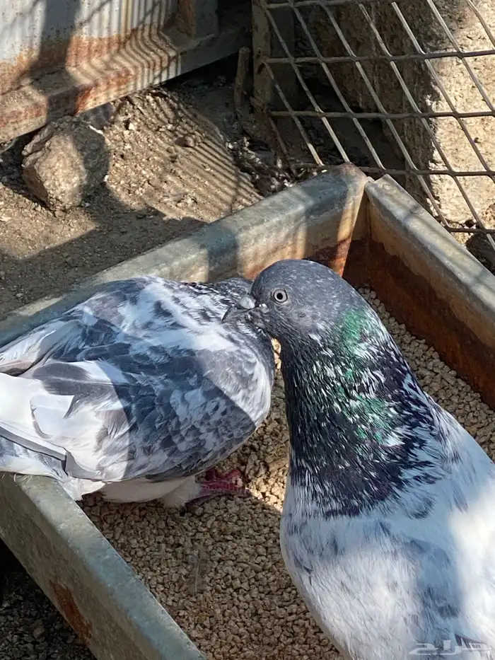 باكستاني للبيع العدد تقريب55 حبه 7