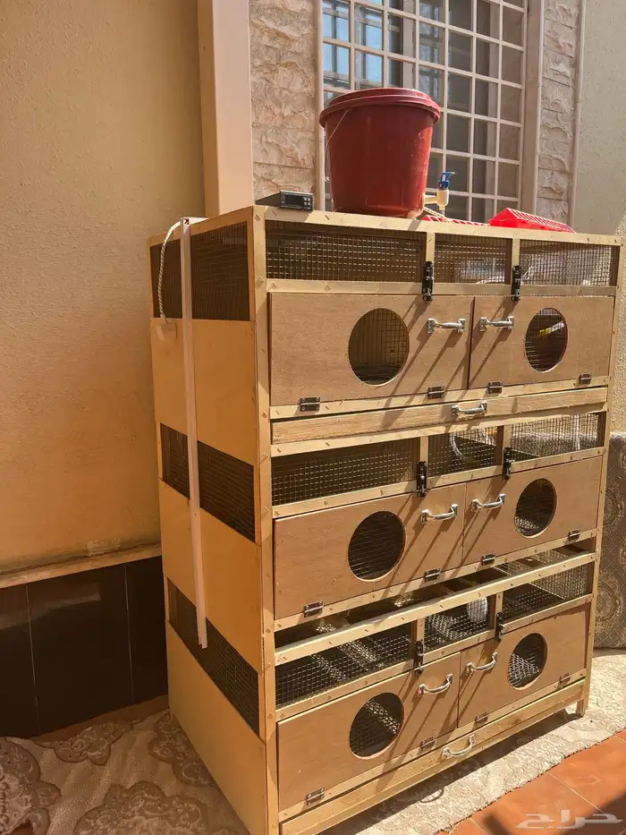 حضانة فروخ 2