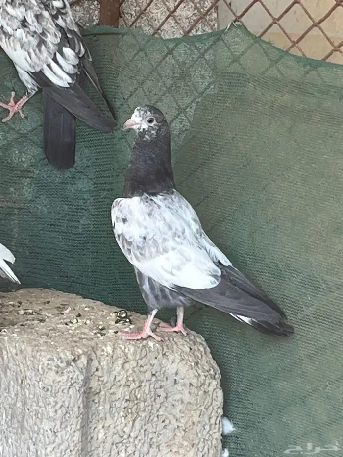 طبات باكستاني بيور 1