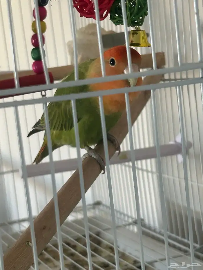 ببغاء روز للبيع 0