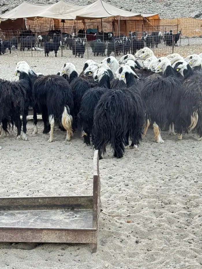 غنم نجد للبيع 1