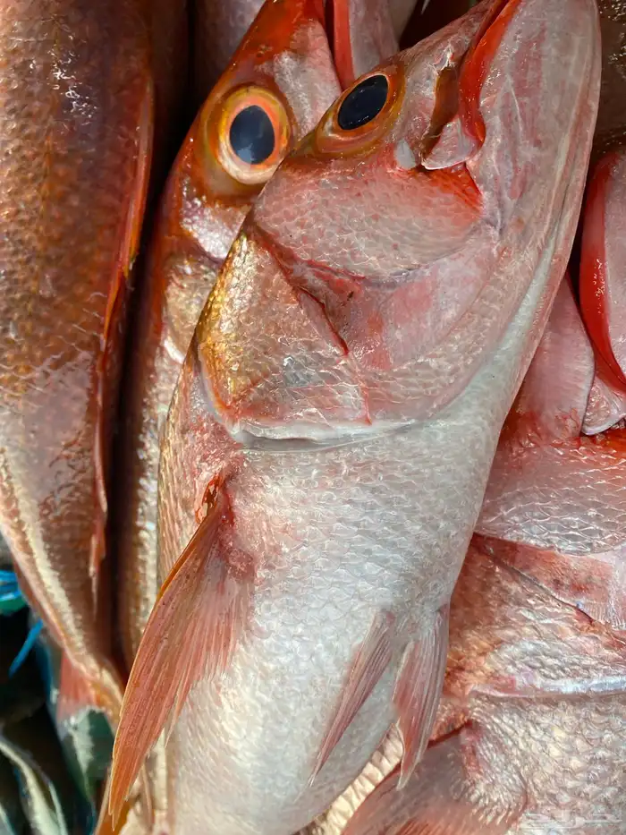 اسماك طازجة يوميا 3