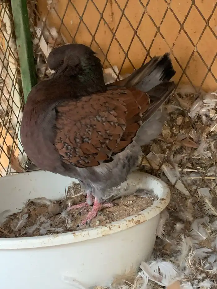 كنق مودينا باقي له ريشه بس 5