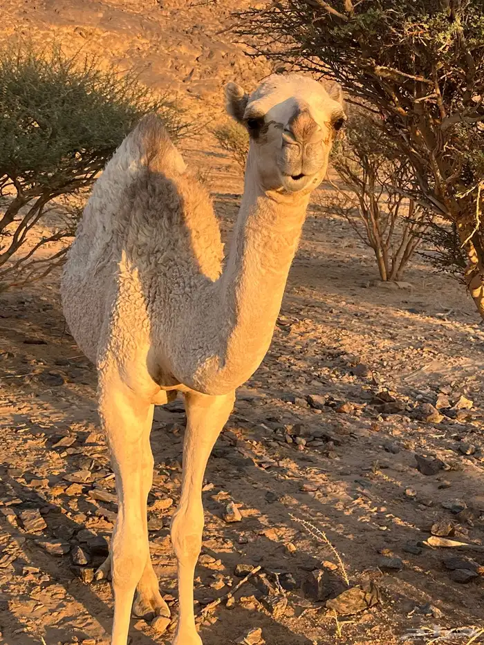 بكره البيع في بيشه 2