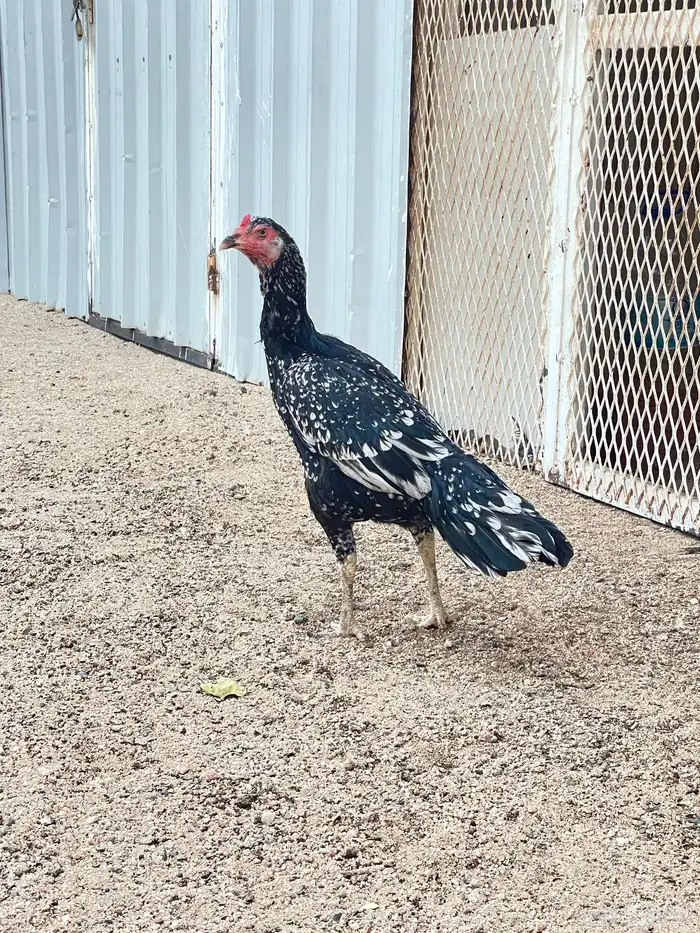 دجاجه سنديه 0