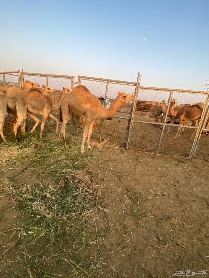 قعود هجن اصيل 1