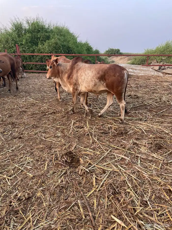 عجول بلدي ( حسلان ) 0