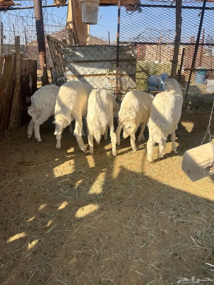 طليان ورخال 2