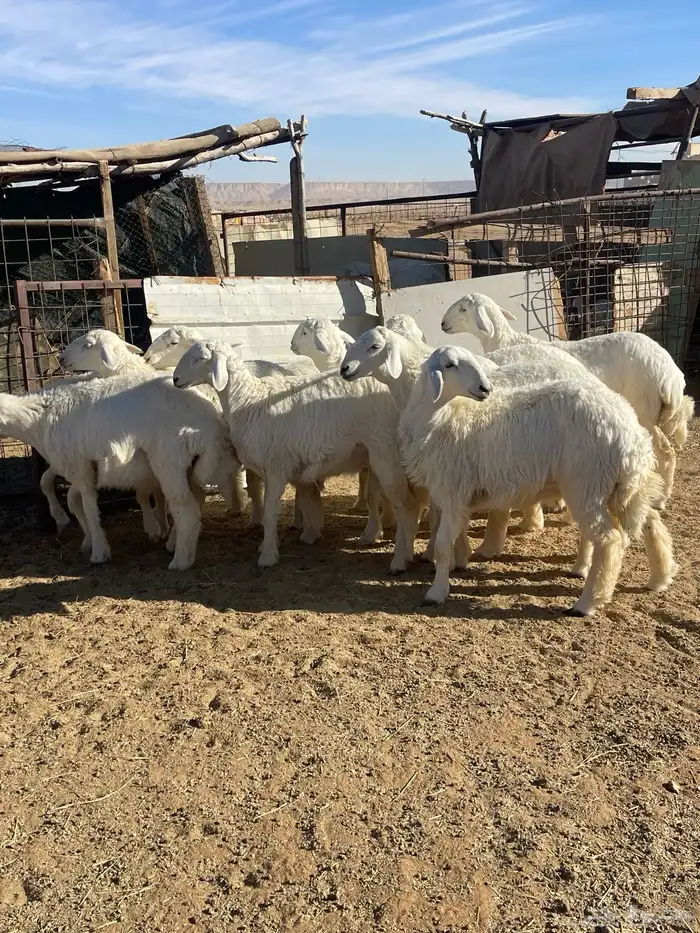 تم البيع رخال حرش مراح واحد صنف 0