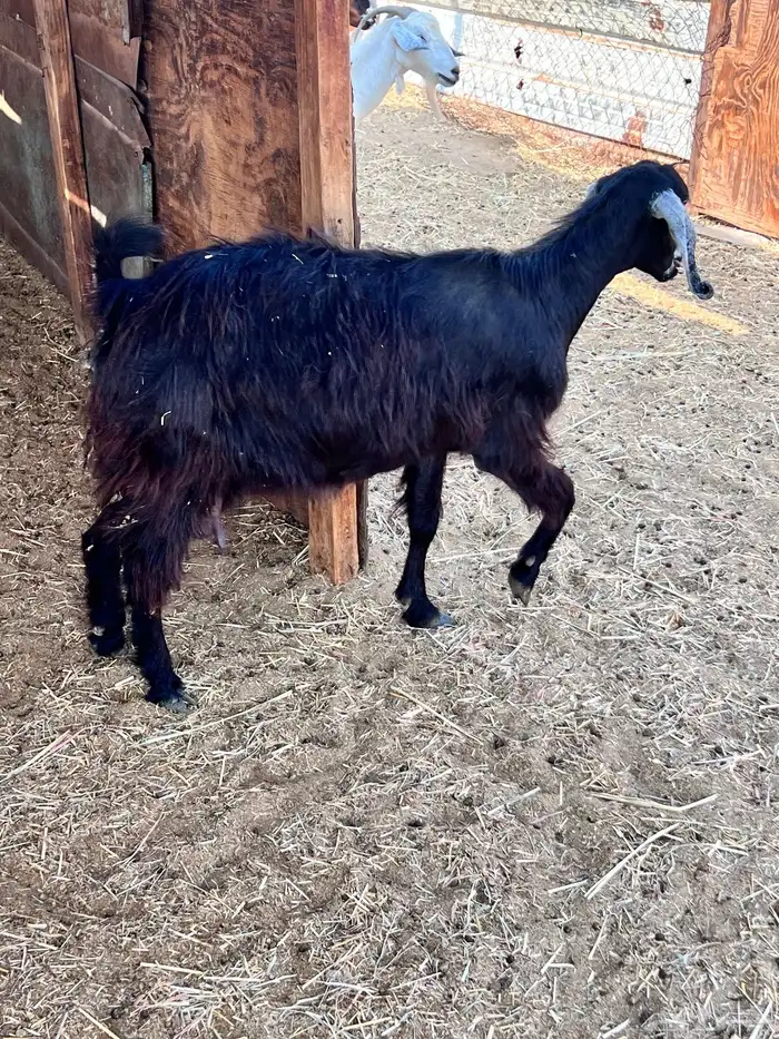 عنر  عارضيه متبوعه بجفره 6