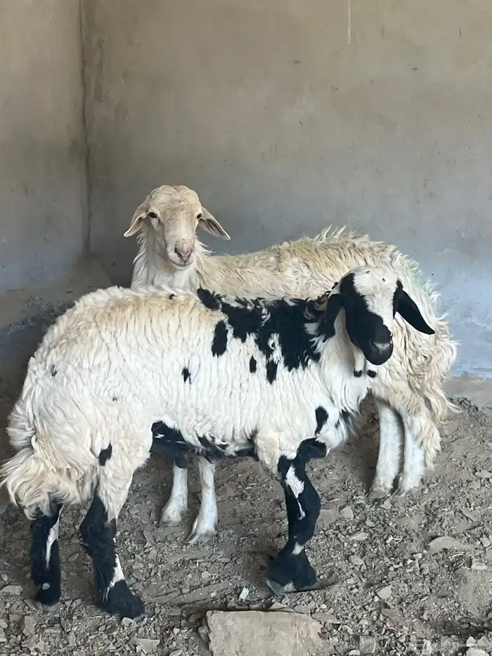 طليان للبيع 2